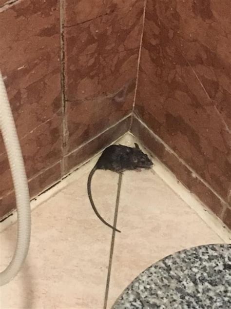 廁所 水龍頭 發現老鼠
